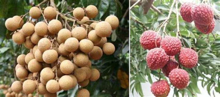 Lychees and longans | South China Morning Post