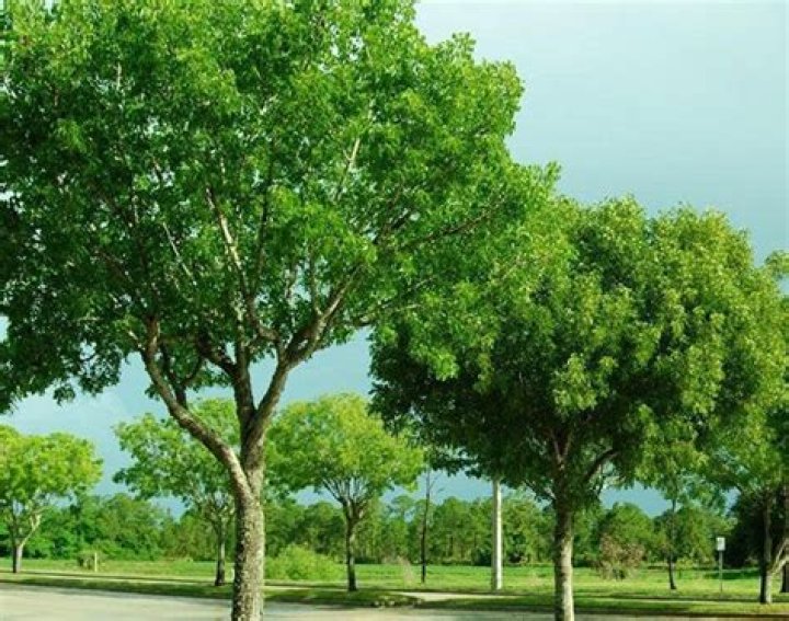 	Mahogany trees shed leaves in the spring	