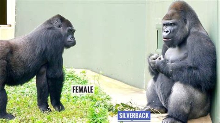 Meet Your Gorilla Boyfriend: A Love Story Beyond Compare