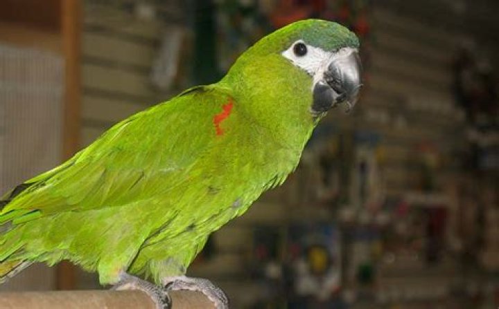 Mini Macaws as Pets: Facts, FAQ & Care Guide (With Pictures) | PangoVet