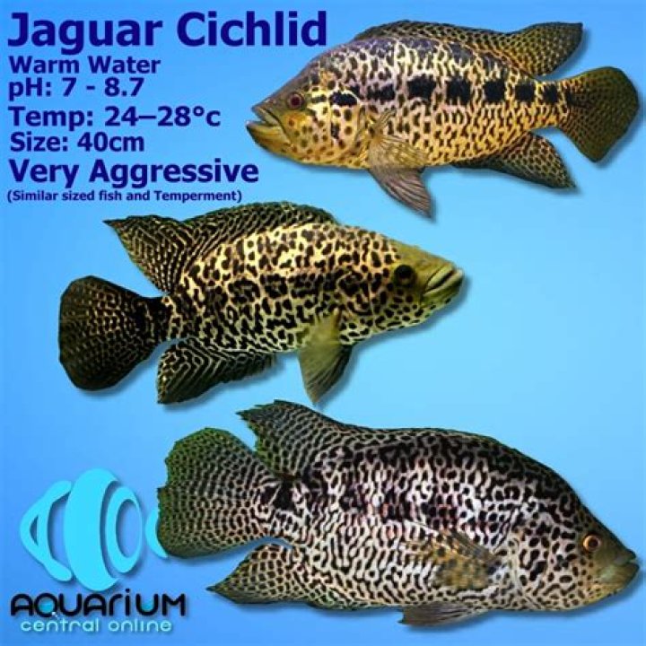 	MISUNDERSTOOD CICHLIDS ARE MUCH EASIER TO ‘SPOT’	