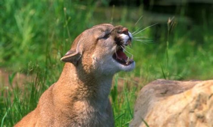 	Mountain lion with teeth growing from head killed in Idaho	
