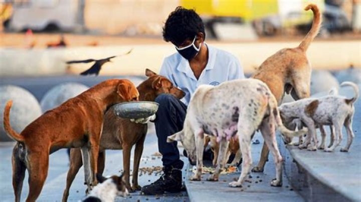 Nepali activists feed stray animals amid COVID-19 lockdown - Xinhua