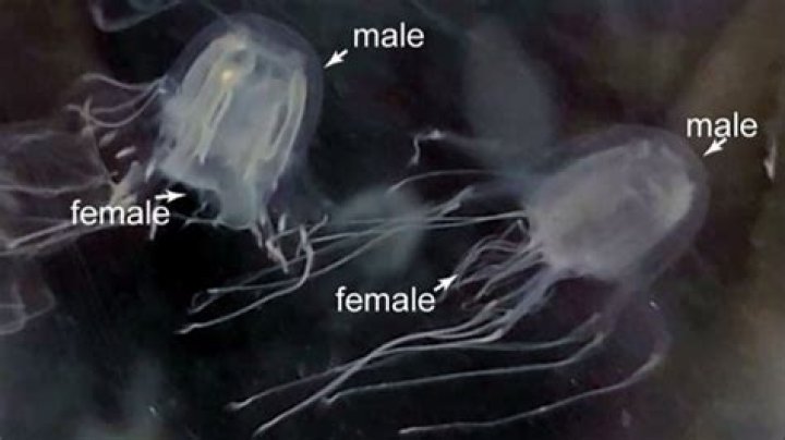 New species of jellyfish found with 24 eyes