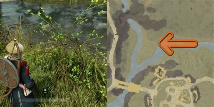 New World Briar Branches: Where to Harvest
