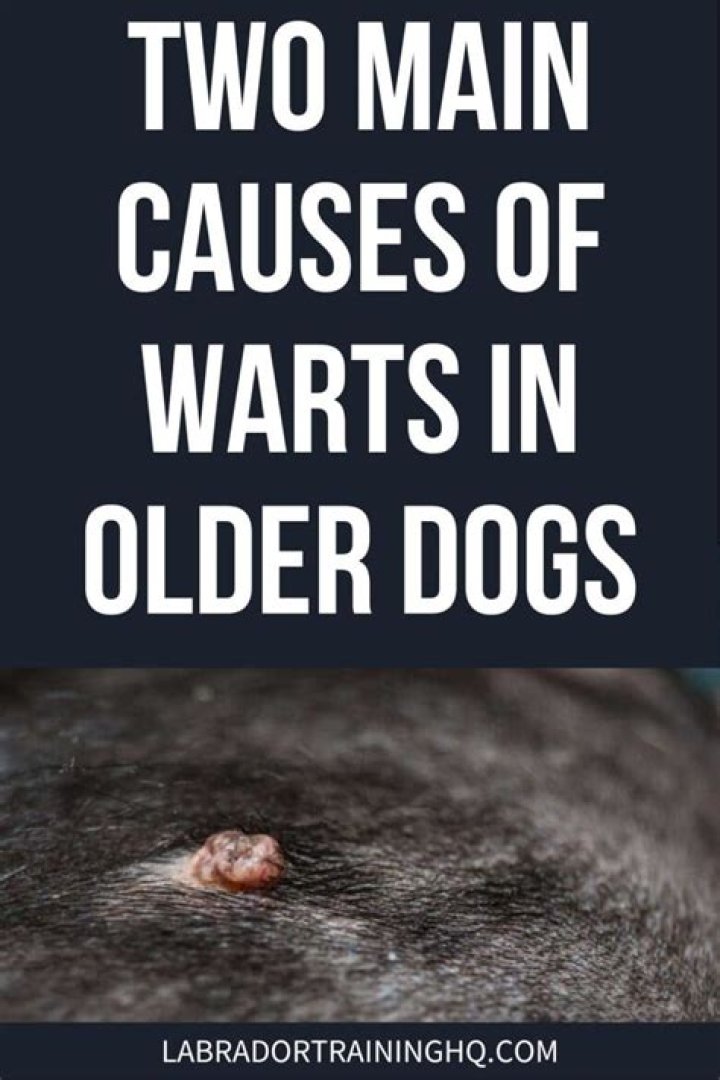 	OLD DOGS DEVELOP WARTS	