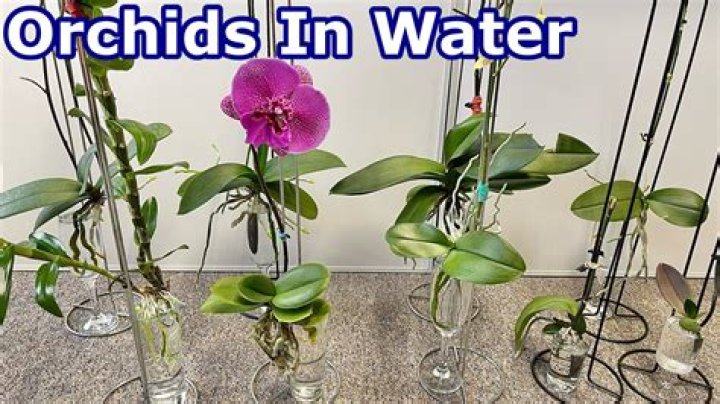 	Orchids are happy to be left alone in trees	
