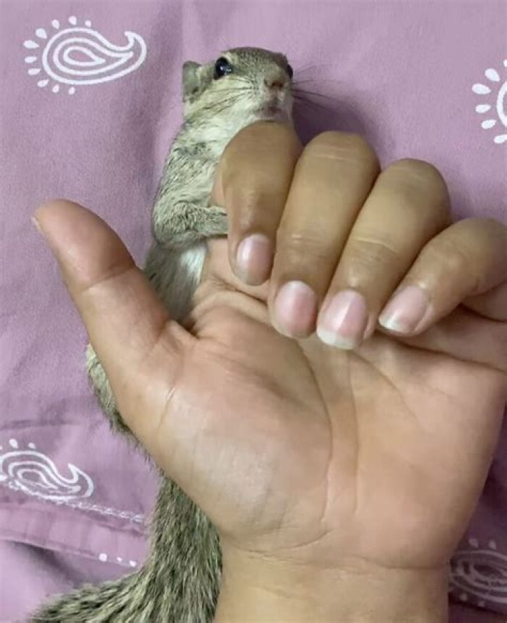 Orphaned squirrel forms unbreakable bond with the man who raised him - YP