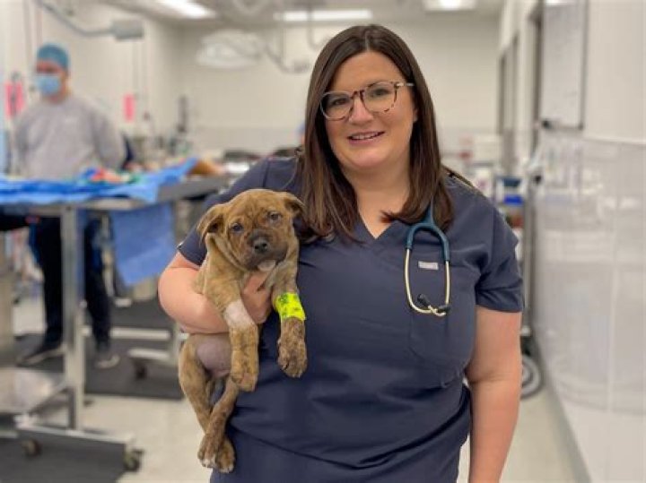Pam Adkisson: A Respected Veterinarian Making A Difference In Animal Care