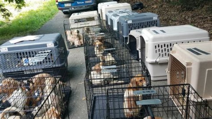 Pennsylvania SPCA recovers over 170 dogs from home