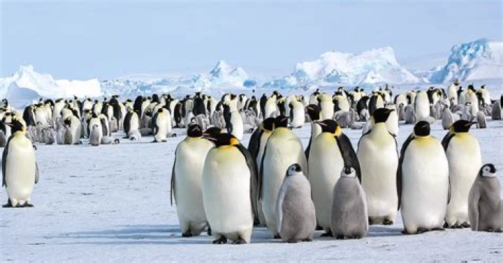 Pils und Pinguine - Die besten Bilder vom Tag der… – 11FREUNDE
