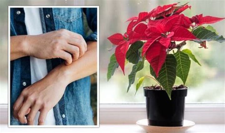 	POINSETTIA PLANTS POSE ALLERGY RISKS	