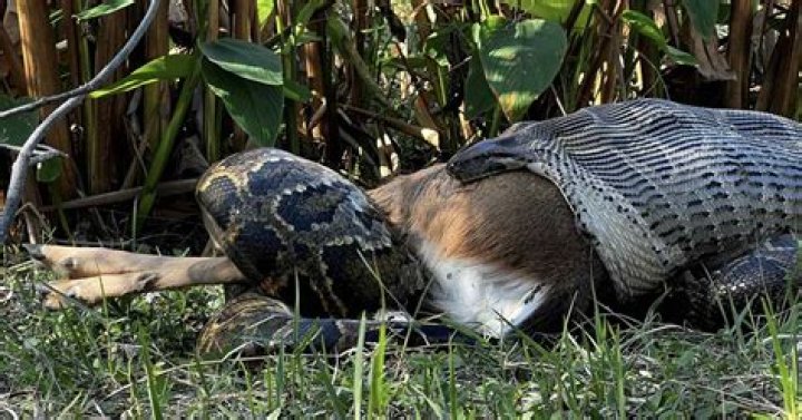 	Python gluttony: The deer was larger, but she ate it anyway	