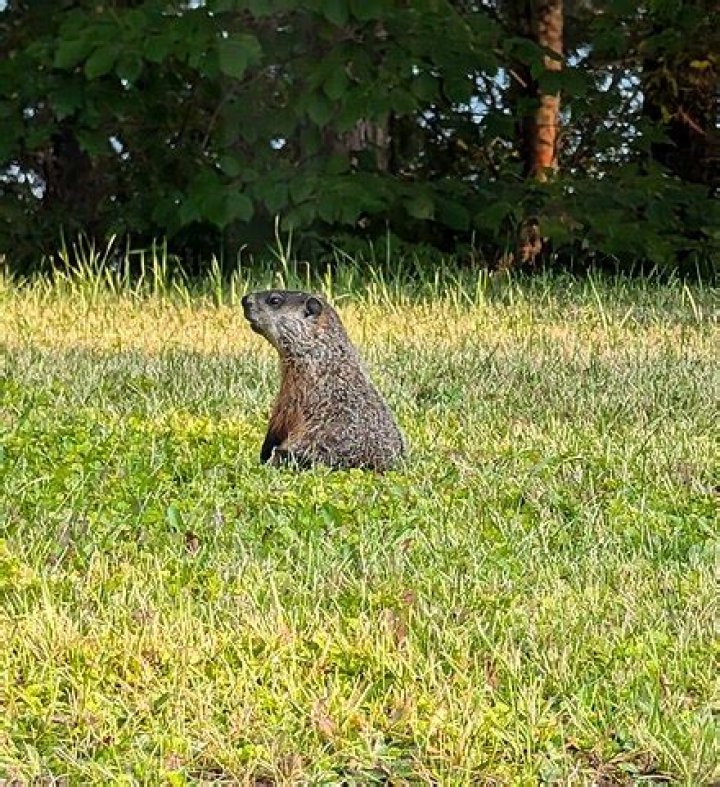 	Rabid groundhog found at The Maryland Zoo	