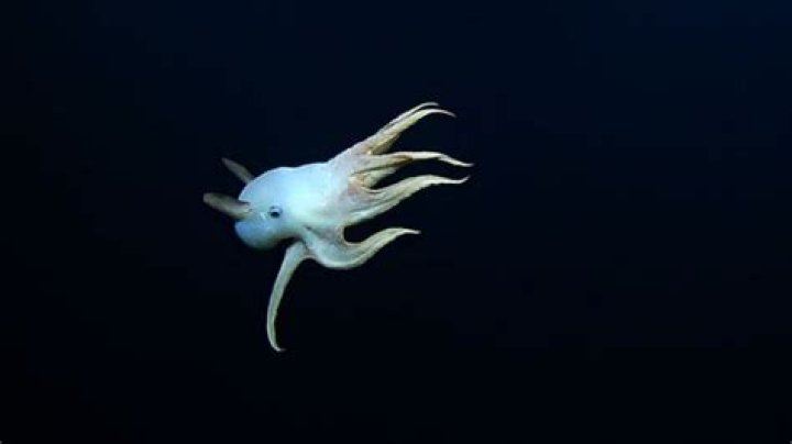 Rare ‘Dumbo’ octopus spotted during deep sea expedition