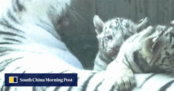 Rare white tiger quadruplets go on display at zoo in China
