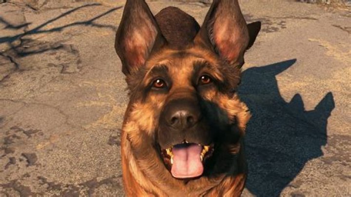 Real-life Dogmeat from Fallout 4 dares you not to fall in love