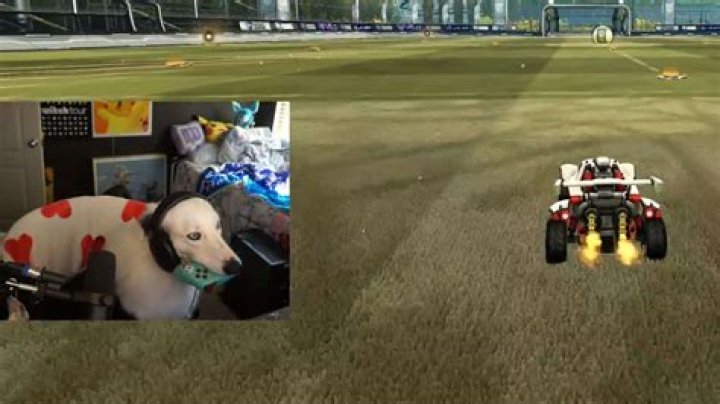 Rocket League streamer goes viral after teaching dog to score goals