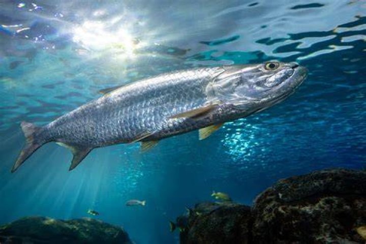 	SANIBEL’S TARPON TALE IS QUITE A CATCH	