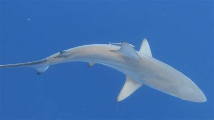 	Shark attack decline continues, possibly from changes in Florida migrations	