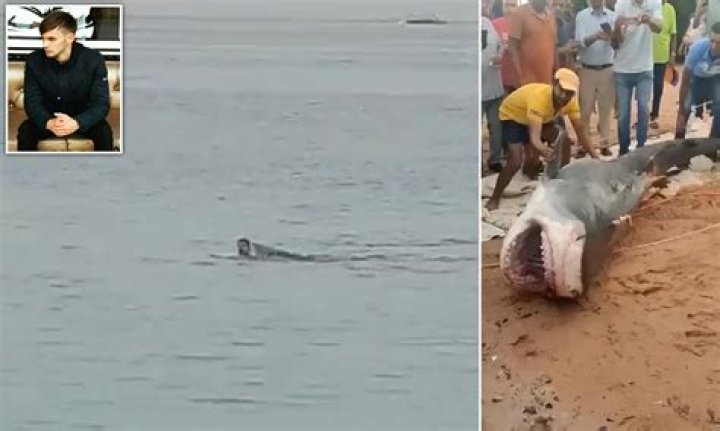 	SHARK ATTACK VICTIM REMAINS IN A COMA	