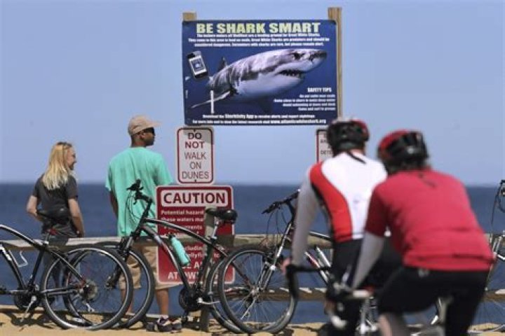 Shark tourism on Cape Cod recovers from 2018 fatal attack, with tours, merchandise, a museum, and changing attitudes