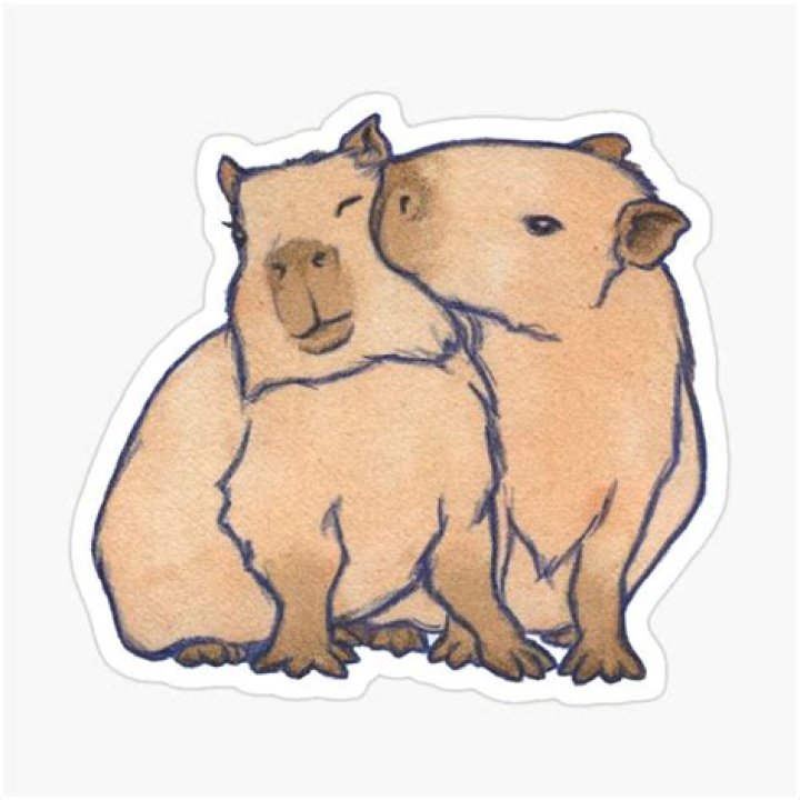 	SHY CAPYBARA COUPLE HIT BY CUPID’S ARROW	
