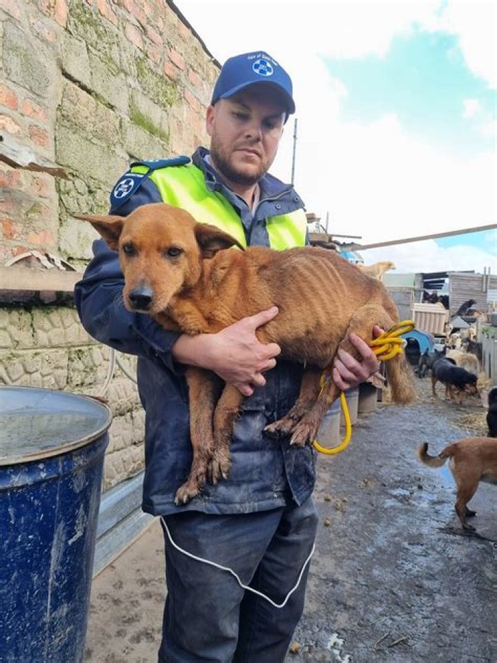 SPCA seeks help after rescuing farm animals in Clearfield Co.