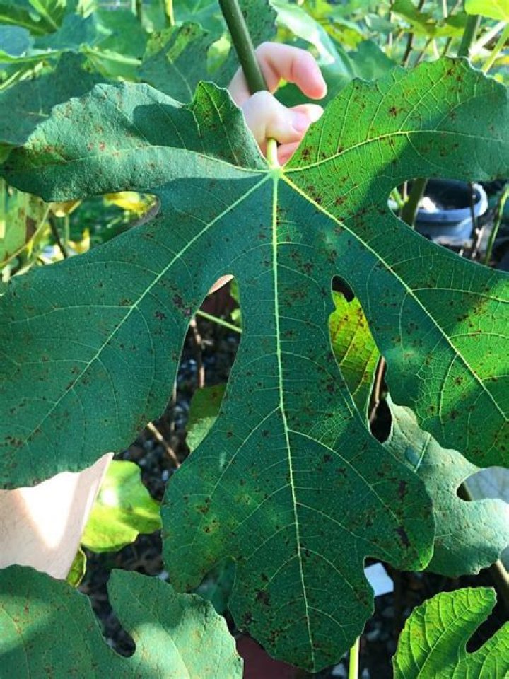 	SPRAY, REMOVE INFECTED LEAVES TO FIGHT FIG FUNGUS	