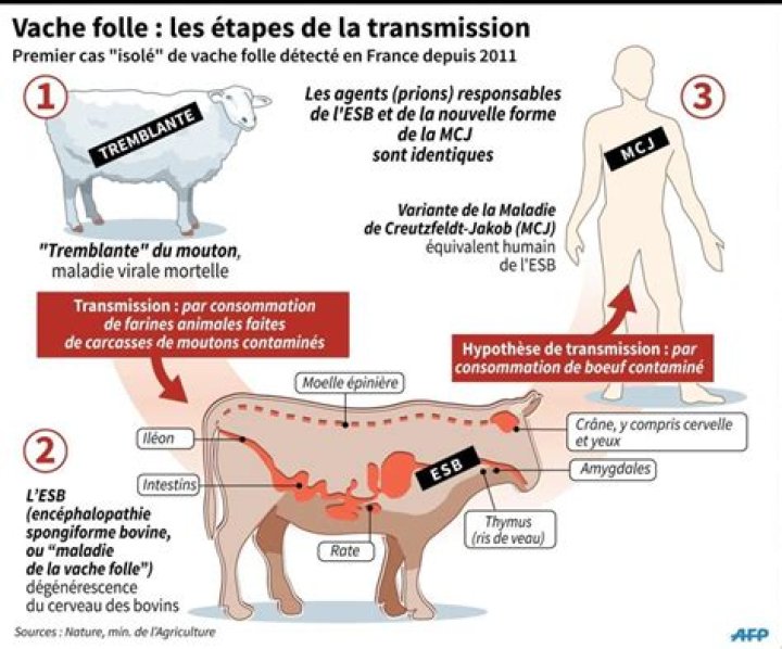 Symptome Maladie De La Vache Folle