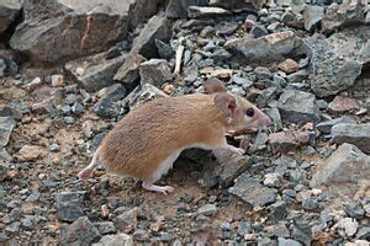 Tailless mouse has a magnifying eye