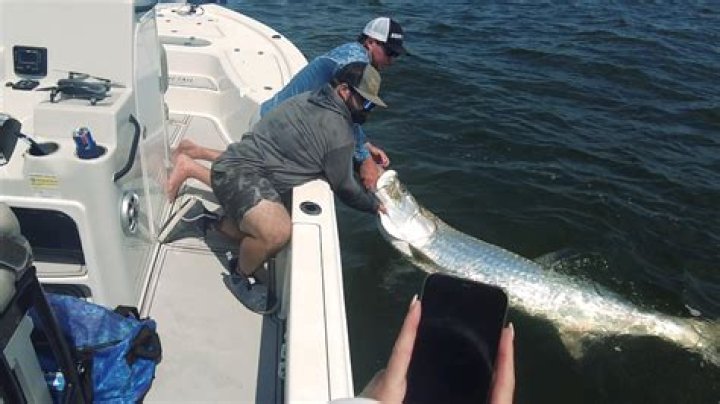 	TARPON TAKES ANGLER FOR RIDE	