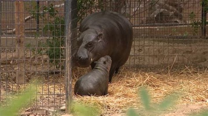 The first pygmy hippo born in Arizona serves important purpose