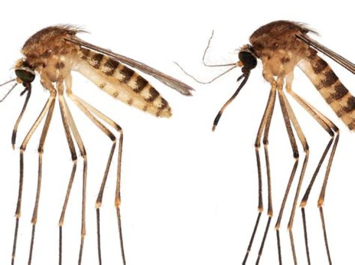 	There’s a new invasive mosquito species in Florida. Will this one spread disease?	