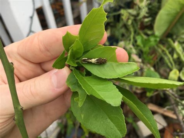 	This invasive butterfly seriously damages citrus trees. It has now reached Florida.	