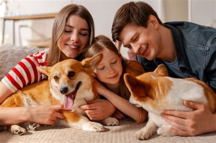 Toledo Lost And Found Pets: A Comprehensive Guide To Reuniting Pets With Their Owners