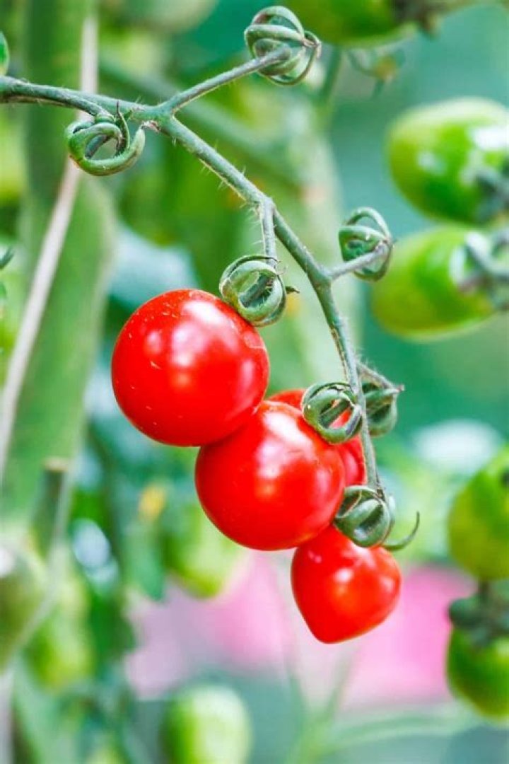 	Tomatoes? Sweet!	