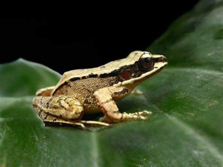 Ultrasonic Communication in Amphibians