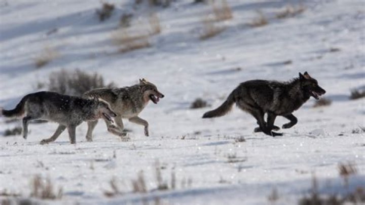 Unveiling The Magic Of Wolves In Glacier National Park