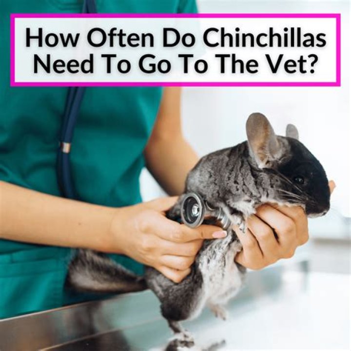 Vet rebuked over chinchilla's death