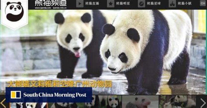 Watch Chengdu pandas live in glorious HD