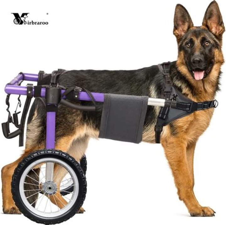 	Which dog wheelchair should I get?	