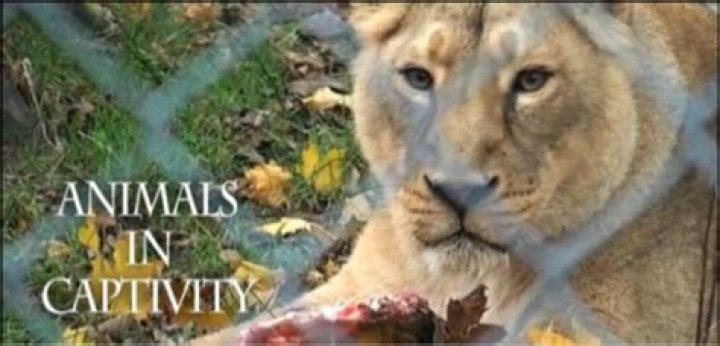	Why it’s OK to exploit animals for human entertainment	