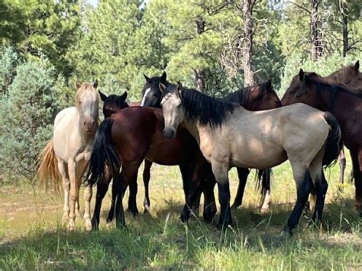 Wild horses found dead in Apache-Sitgreaves National Forest