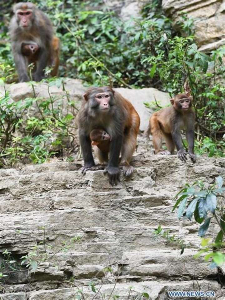Wild macaques get comfy along Wentang River in Chongqing - Xinhua