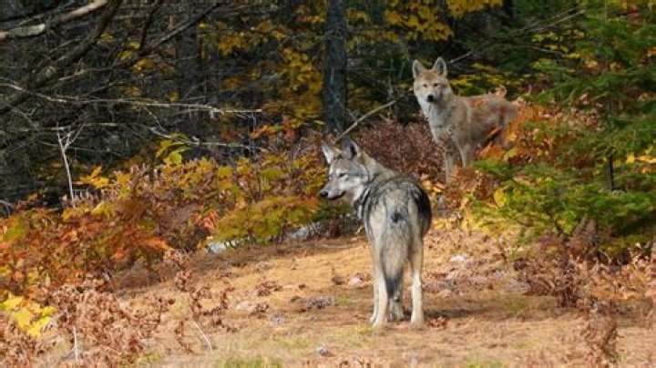 Wolves In Iowa: A Comprehensive Guide