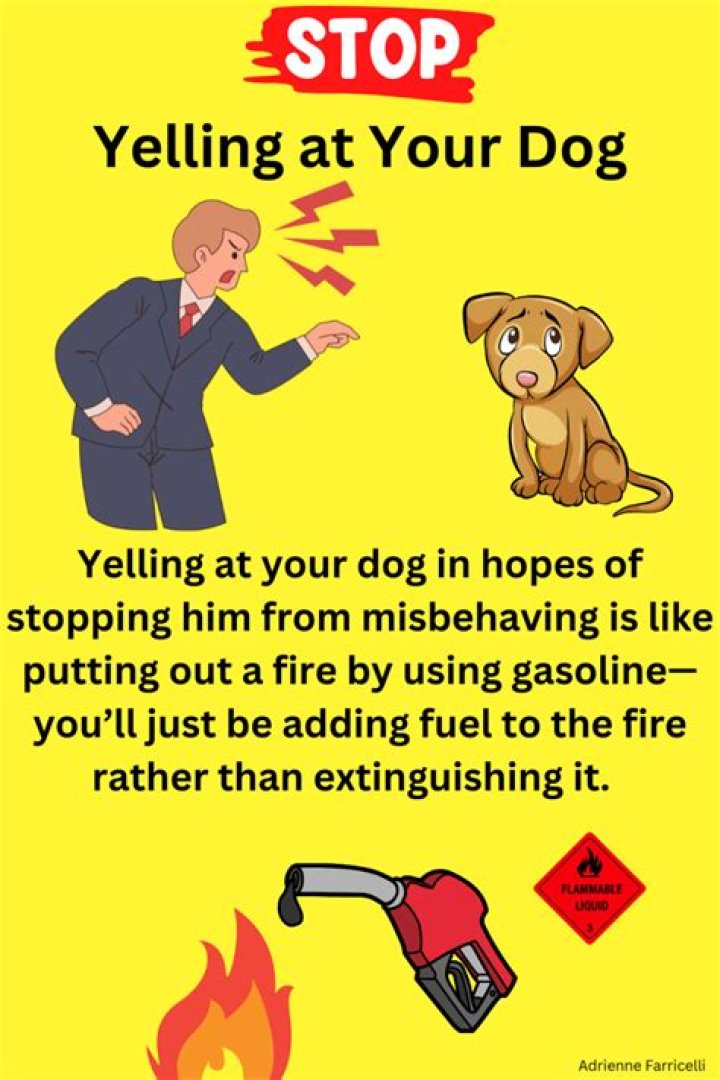 Yelling at your dog can negatively affect its mental health - YP
